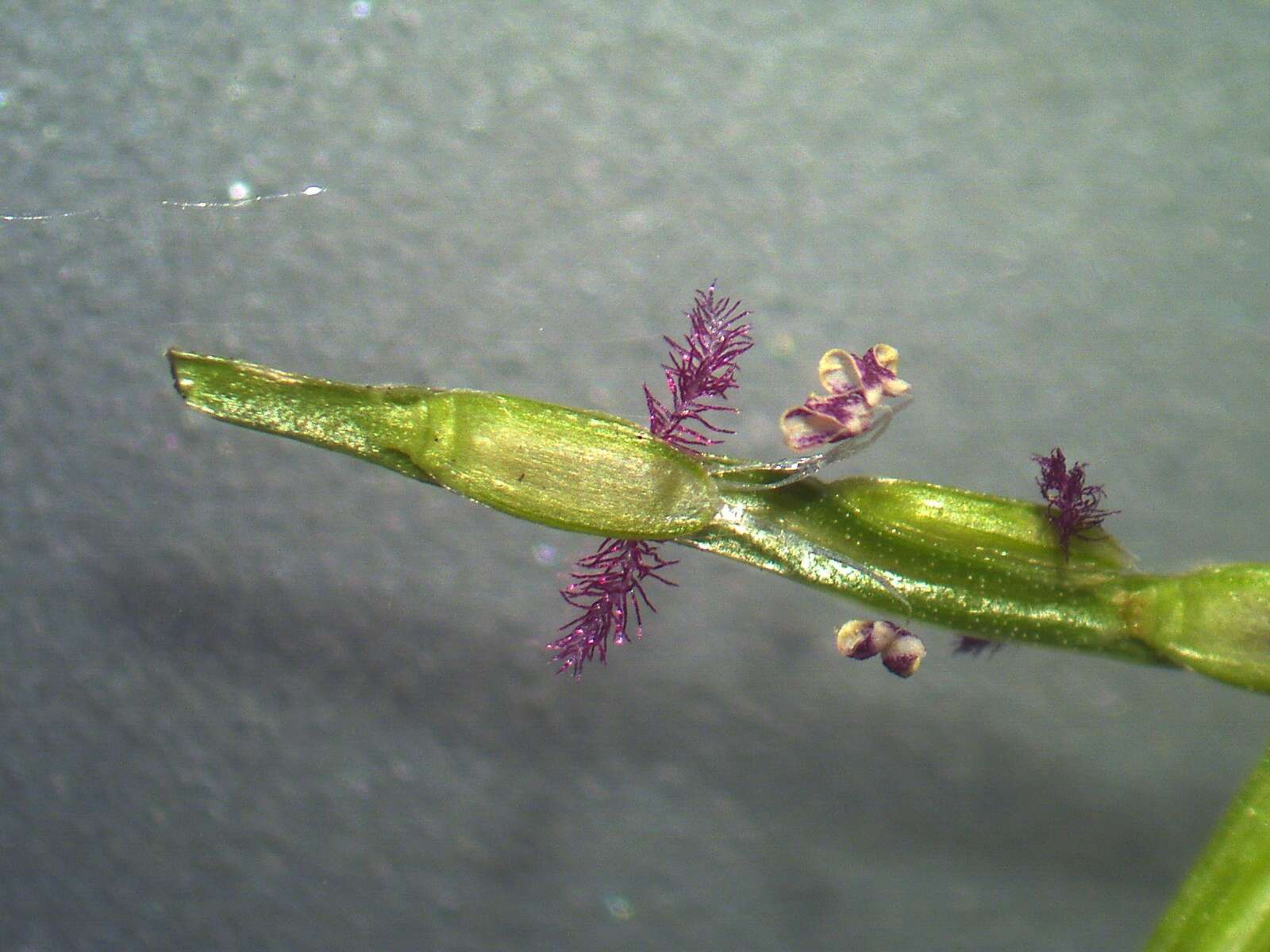 Image of common carpetgrass