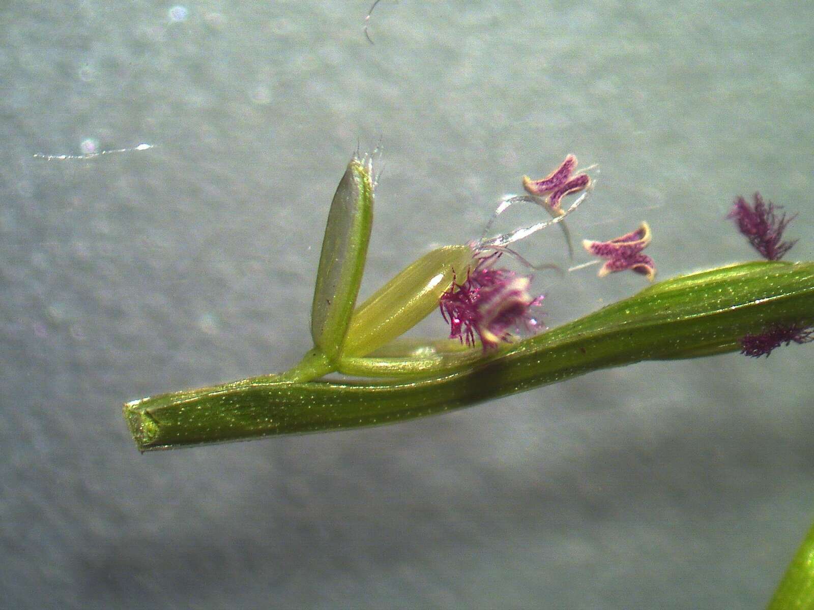 Image of common carpetgrass