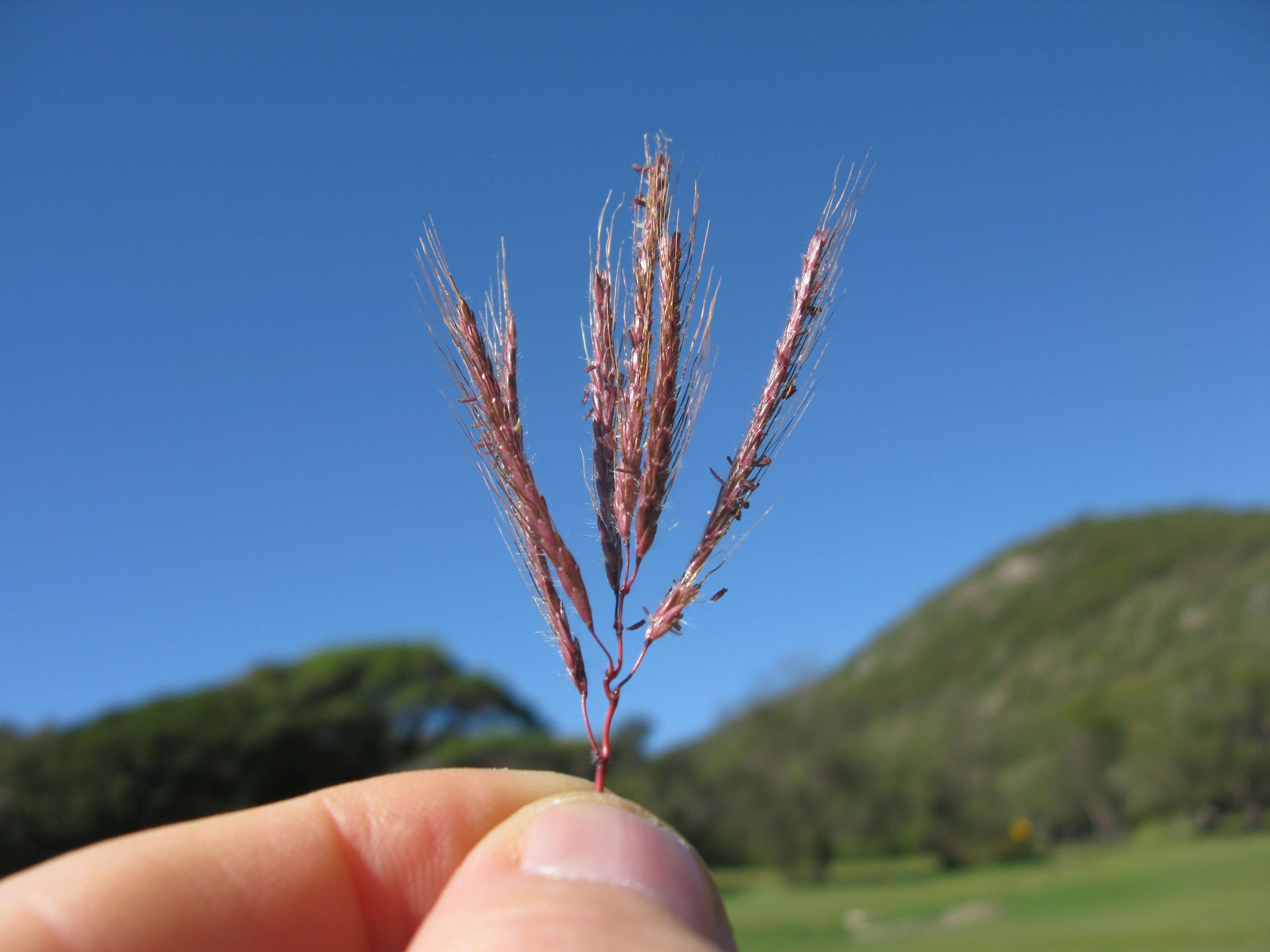 Image of Kleberg's bluestem