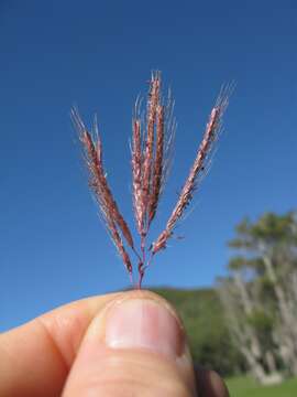 Image of Kleberg's bluestem