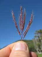 Image of Kleberg's bluestem