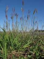 Image of Kleberg's bluestem