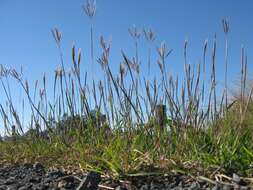 Image of Kleberg's bluestem