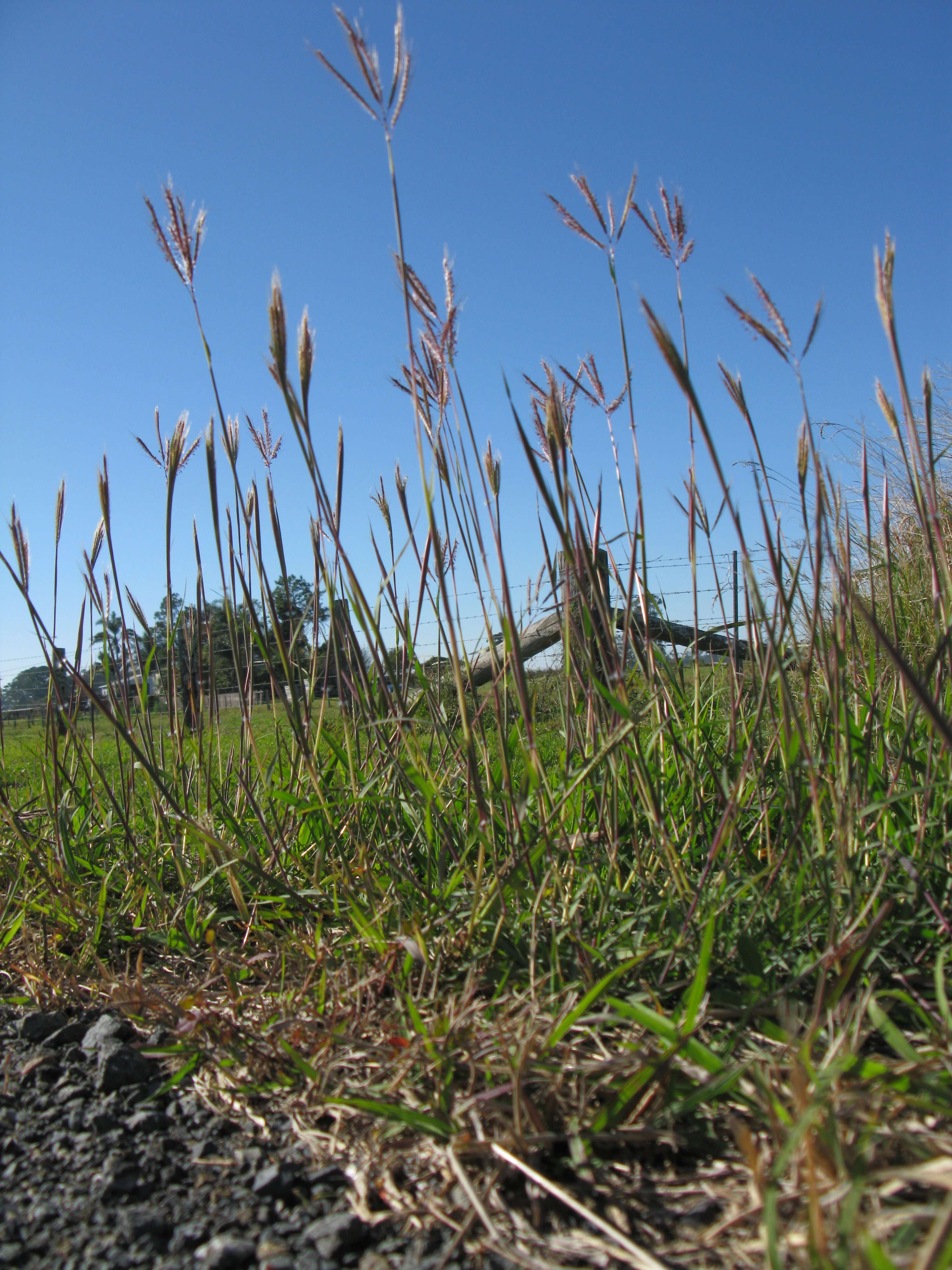 Image of Kleberg's bluestem