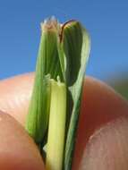 Image of Kleberg's bluestem