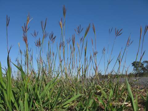 Image of Kleberg's bluestem