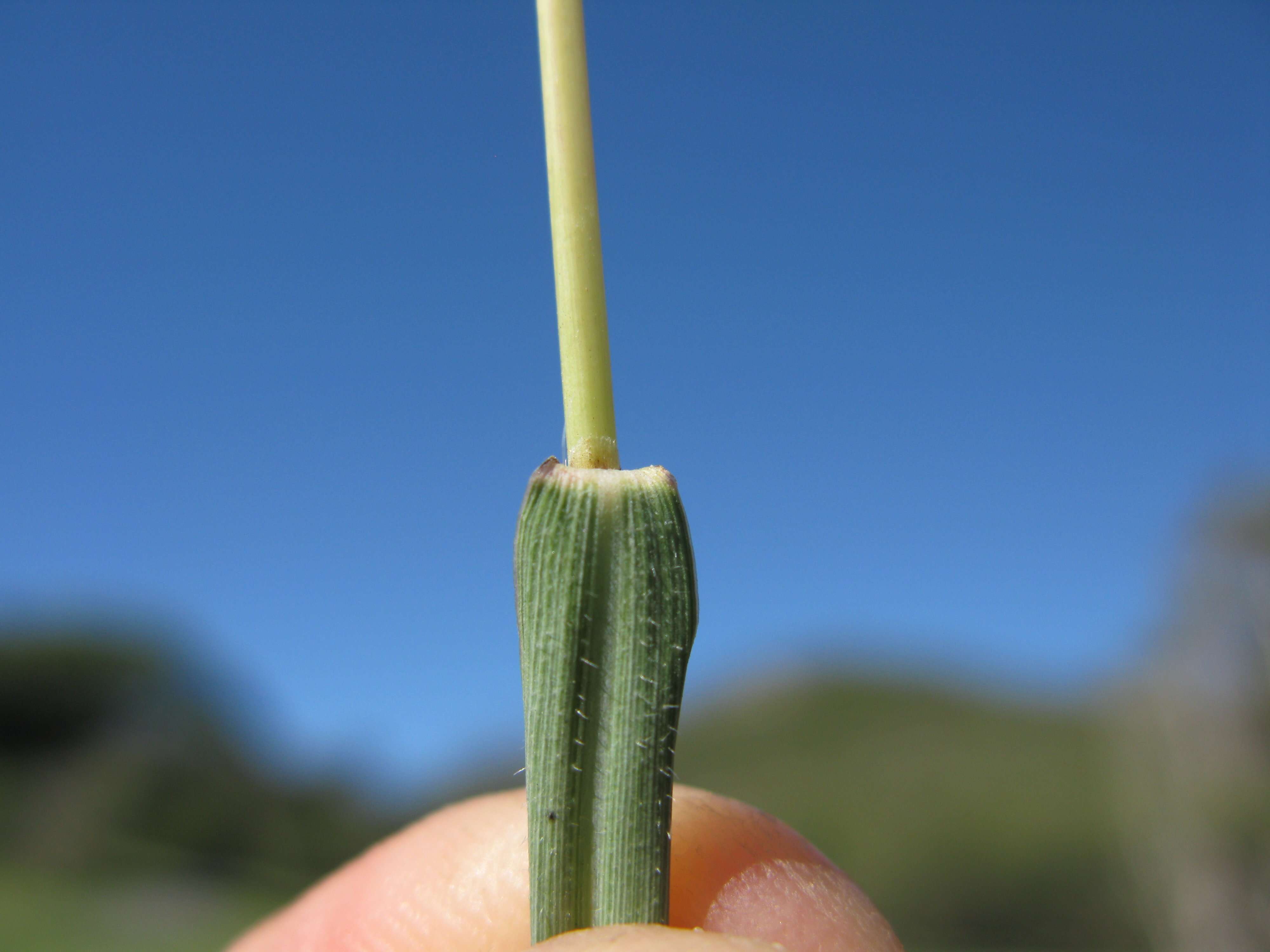 Image of Kleberg's bluestem