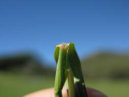 Image of Kleberg's bluestem