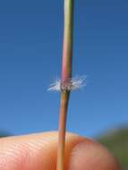 Image of Kleberg's bluestem