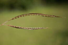 Image of Angleton bluestem