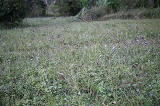 Image of Angleton bluestem