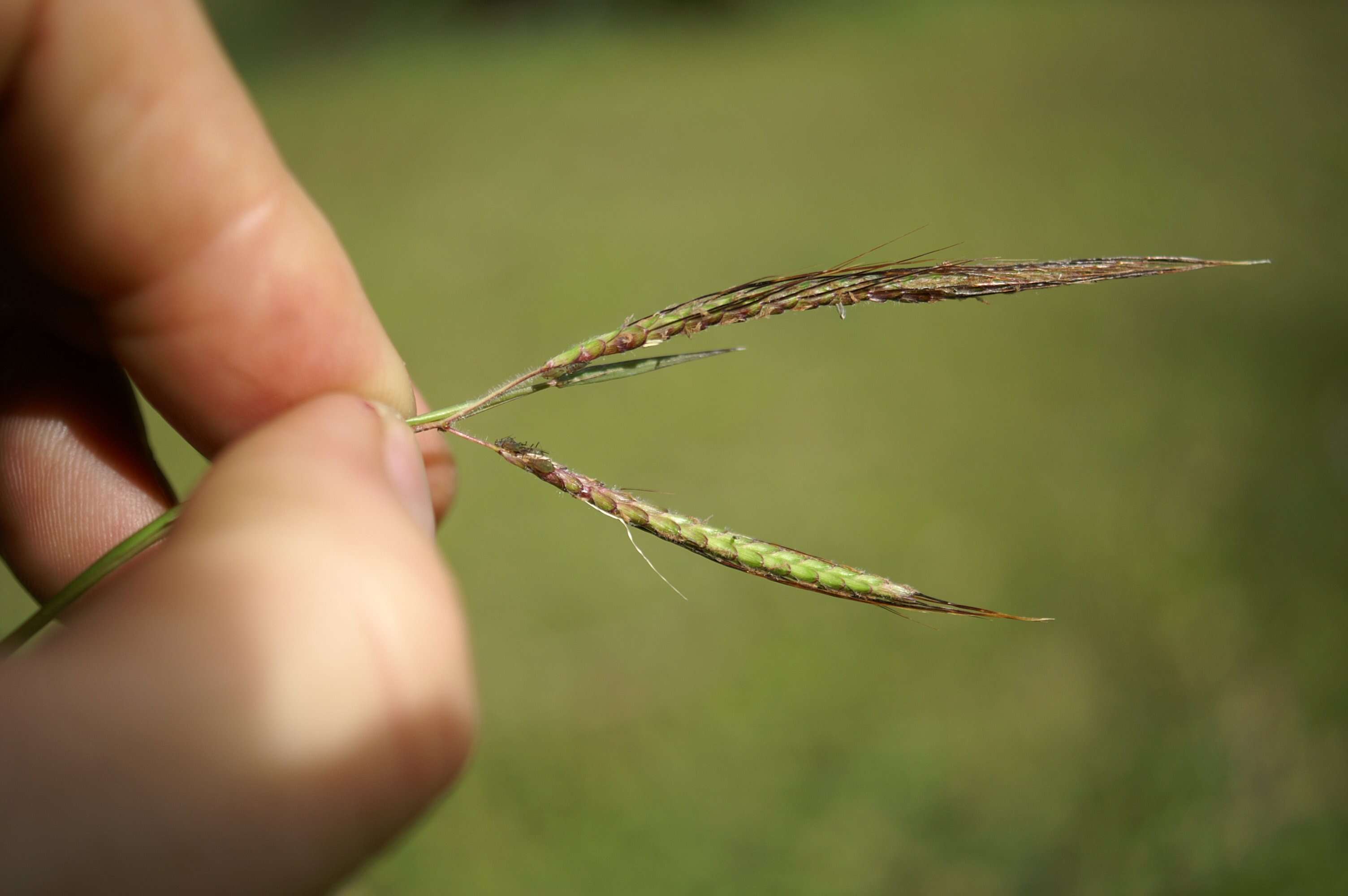 Image of Angleton bluestem