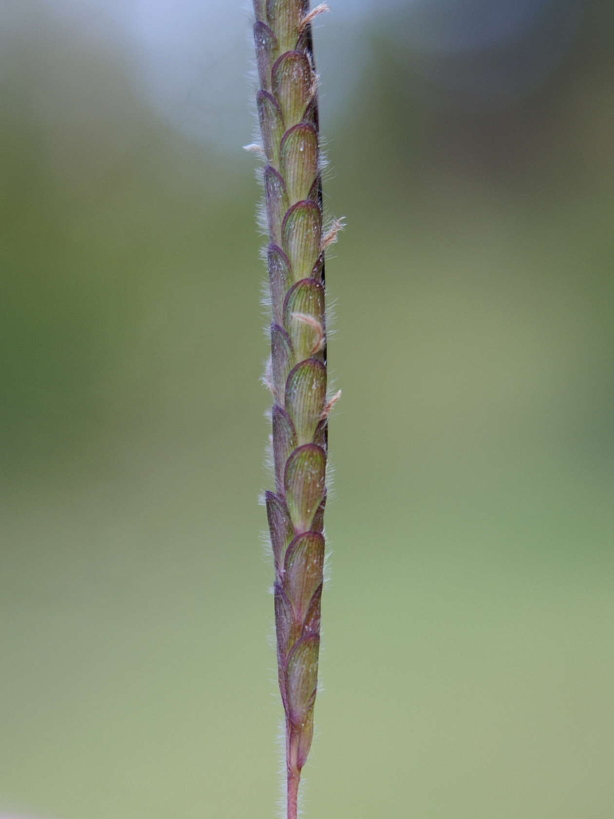 Image of Angleton bluestem