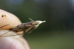 Image of Angleton bluestem