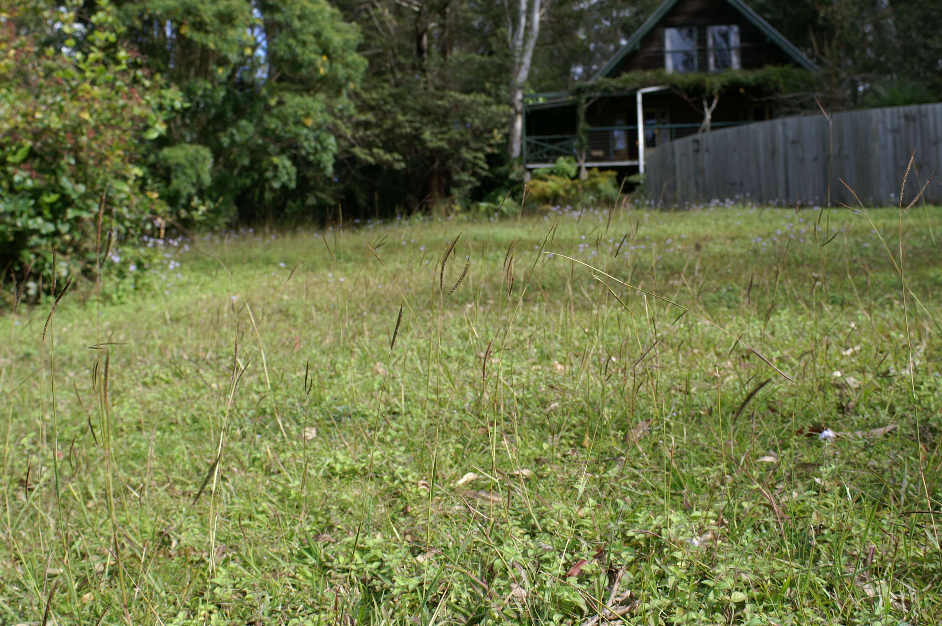 Image of Angleton bluestem