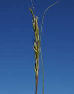 Image of common Mediterranean grass