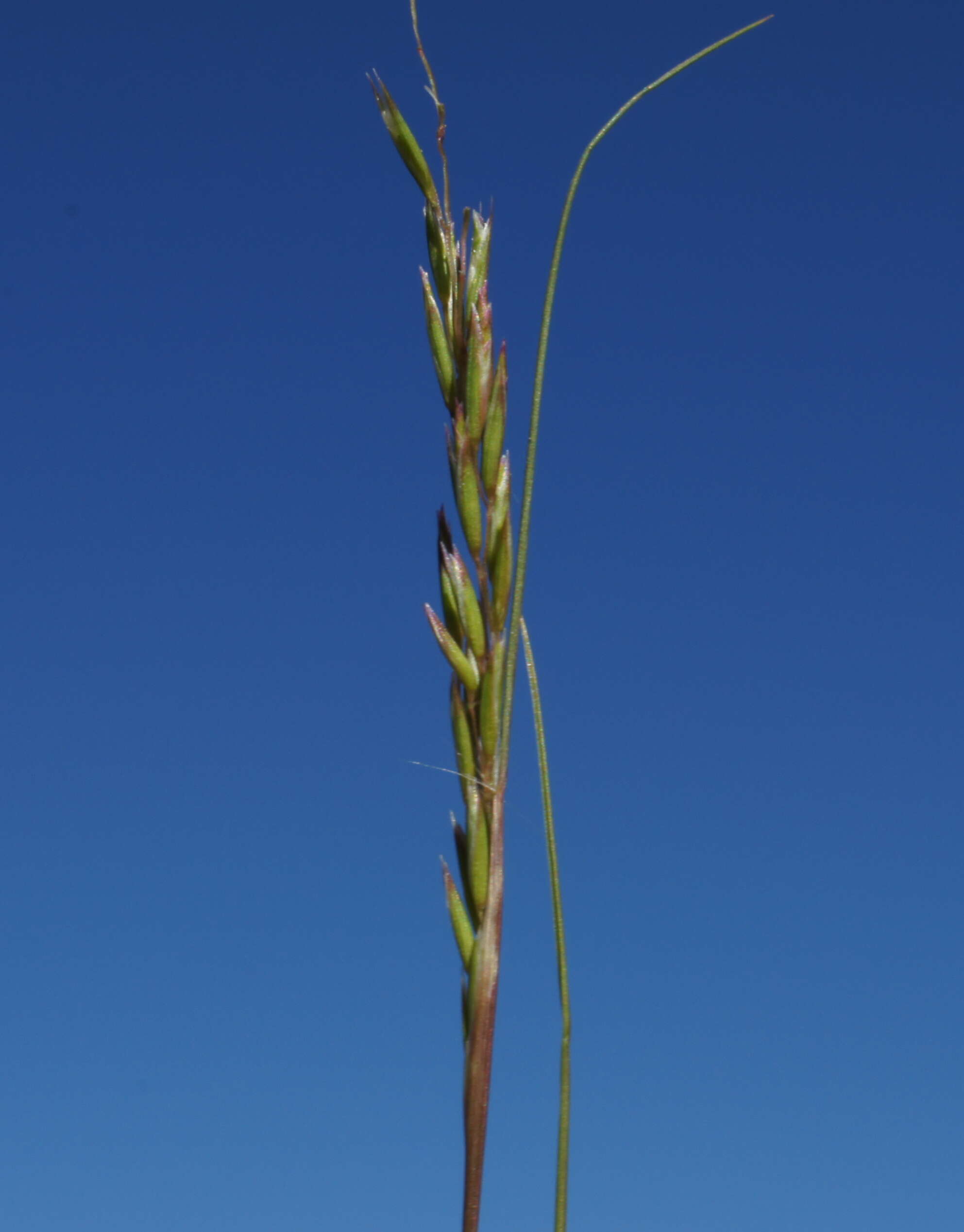 Image of common Mediterranean grass