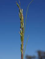 Image of common Mediterranean grass