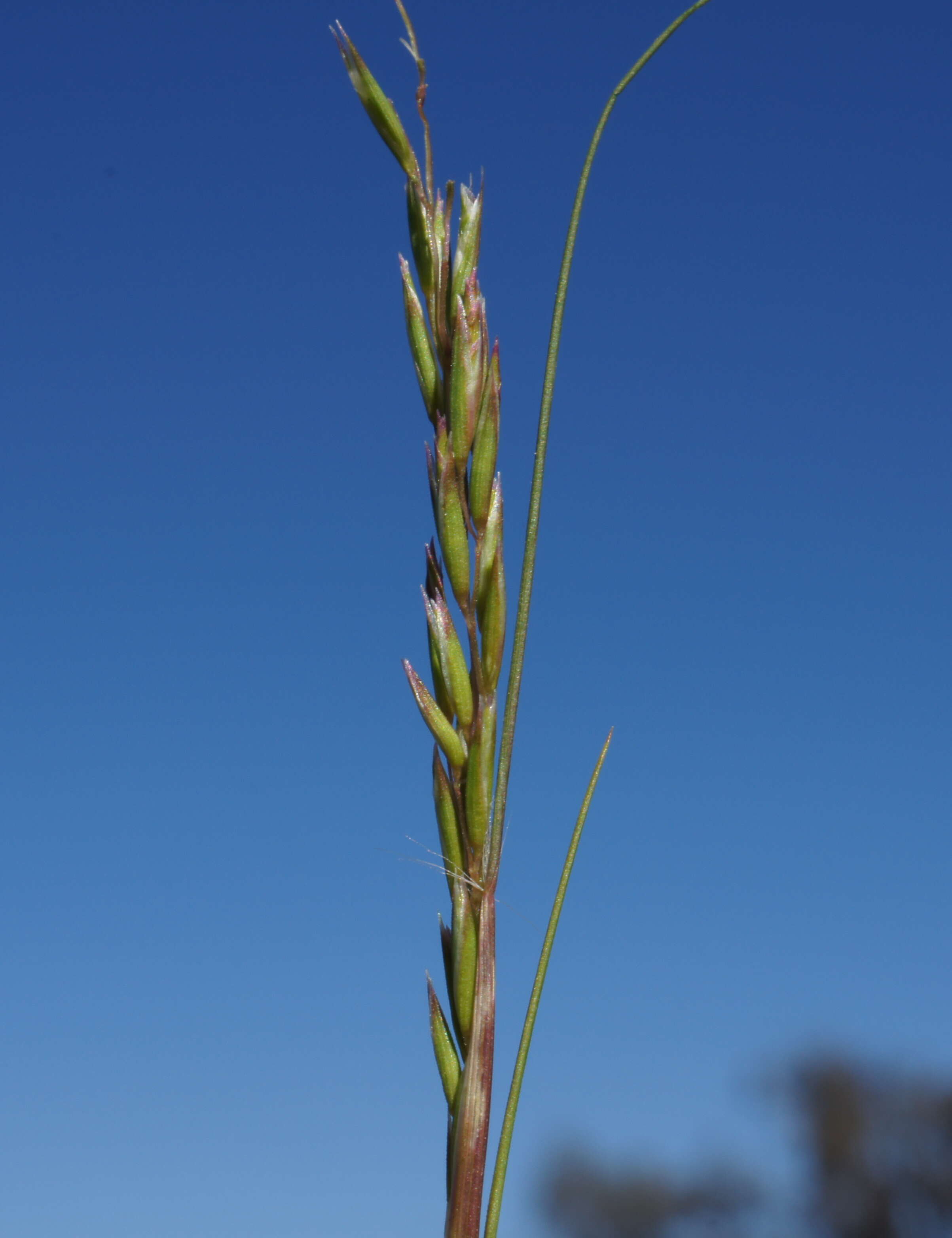 Image of common Mediterranean grass