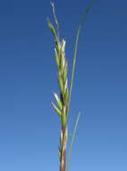 Image of common Mediterranean grass