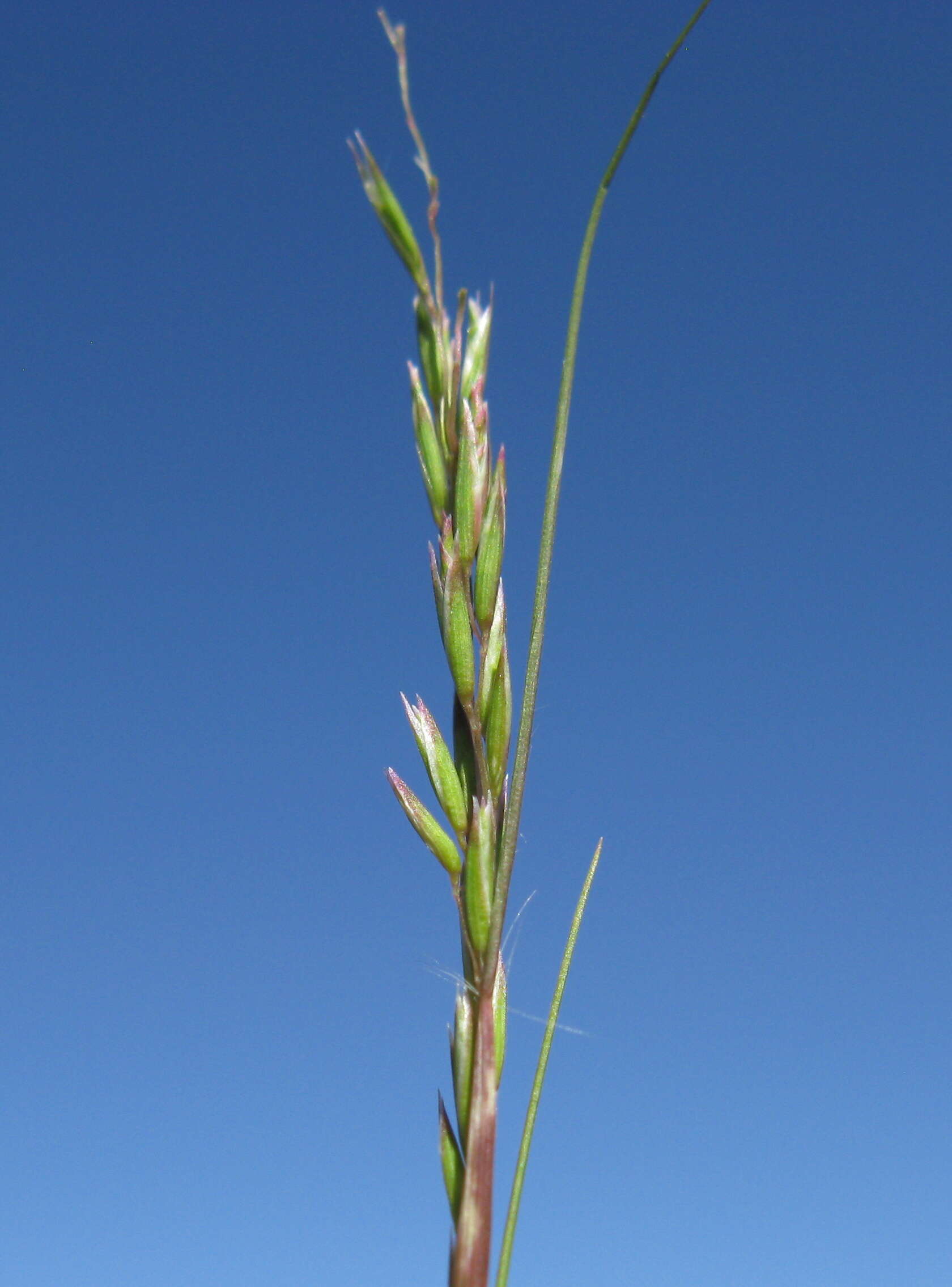 Image of common Mediterranean grass