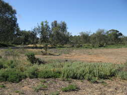 Image of common Mediterranean grass