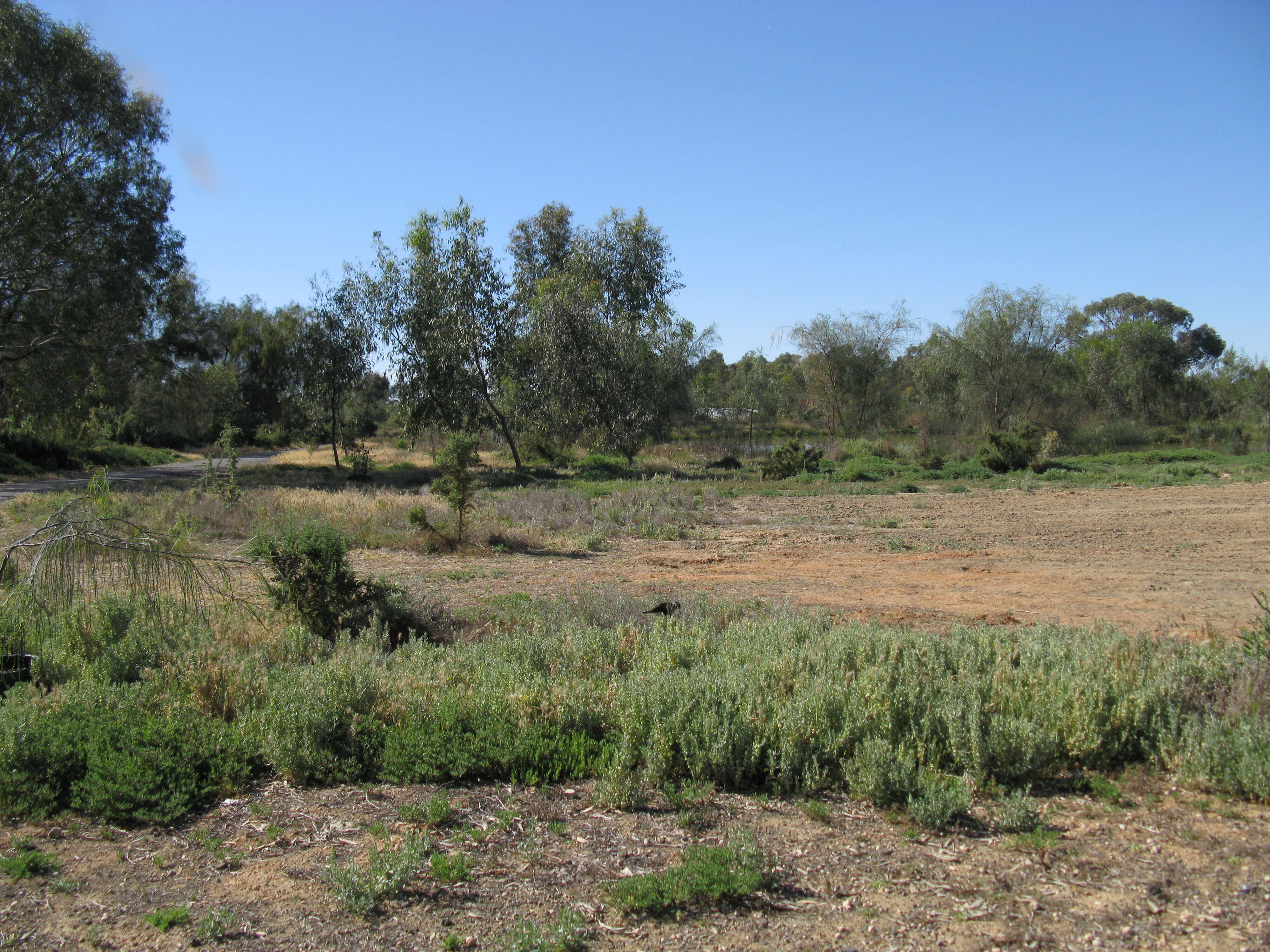 Image of common Mediterranean grass