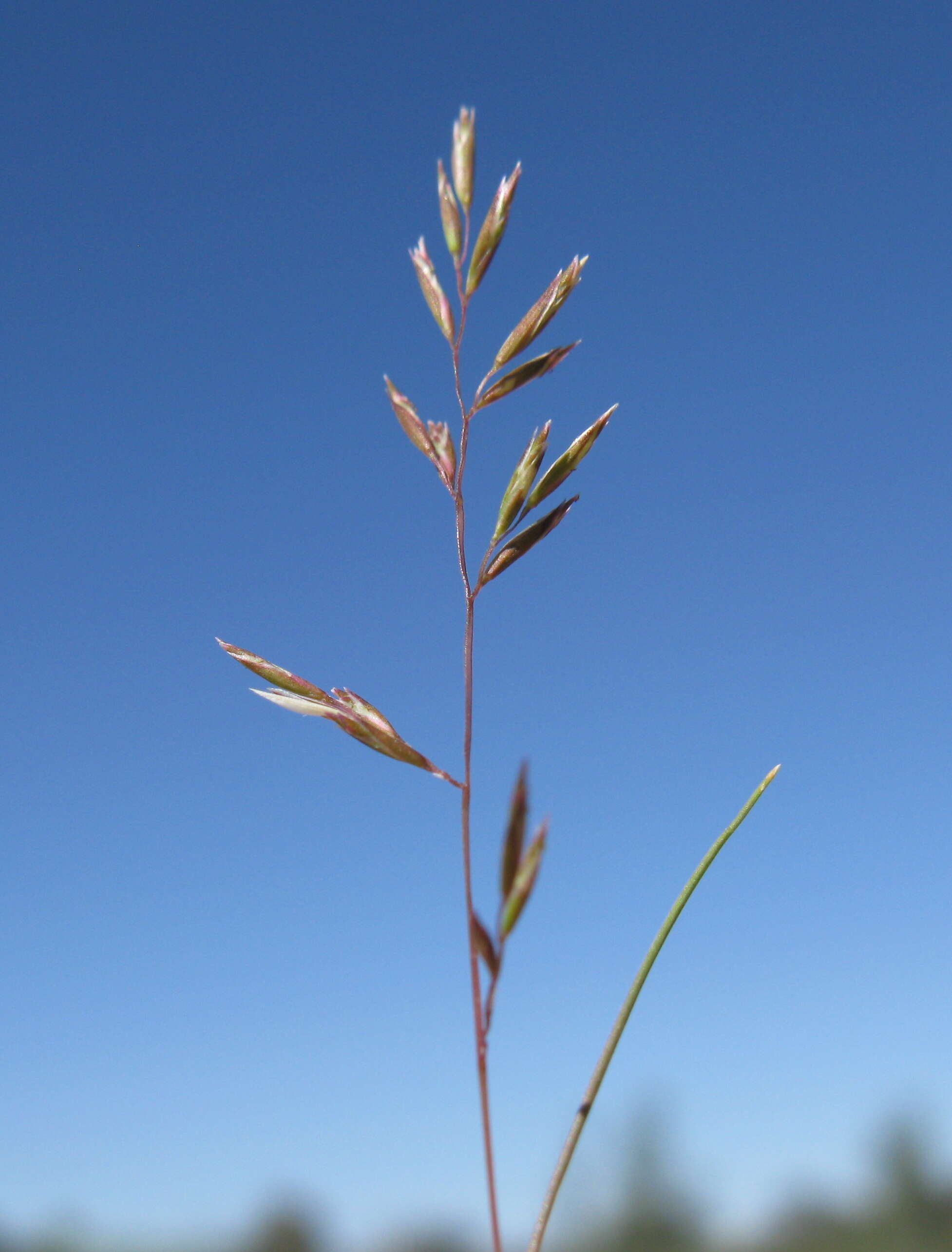 Image of common Mediterranean grass