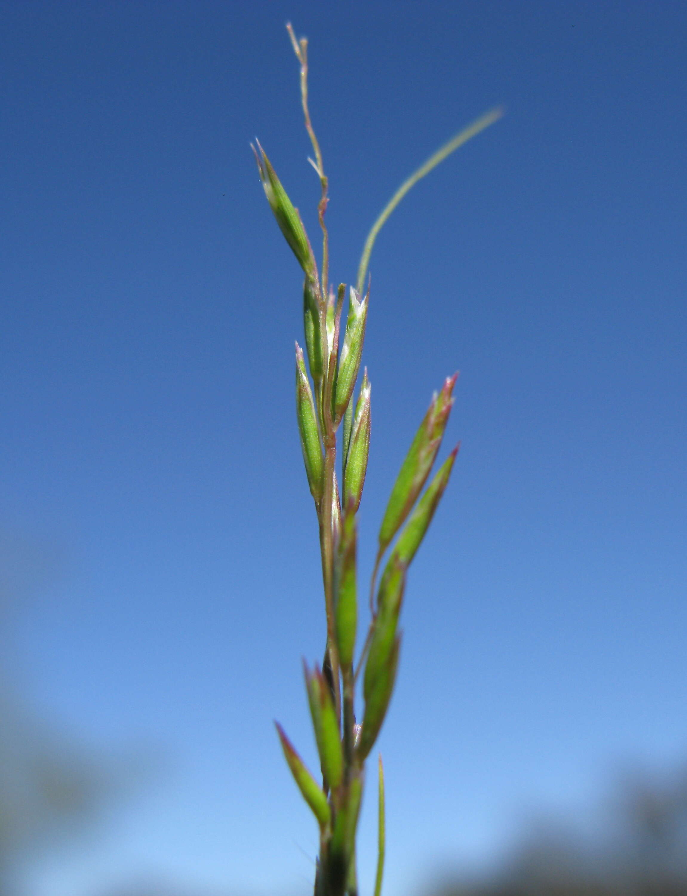 Image of common Mediterranean grass