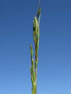 Image of common Mediterranean grass