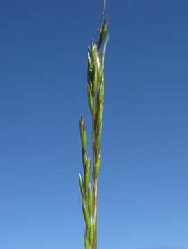 Image of common Mediterranean grass