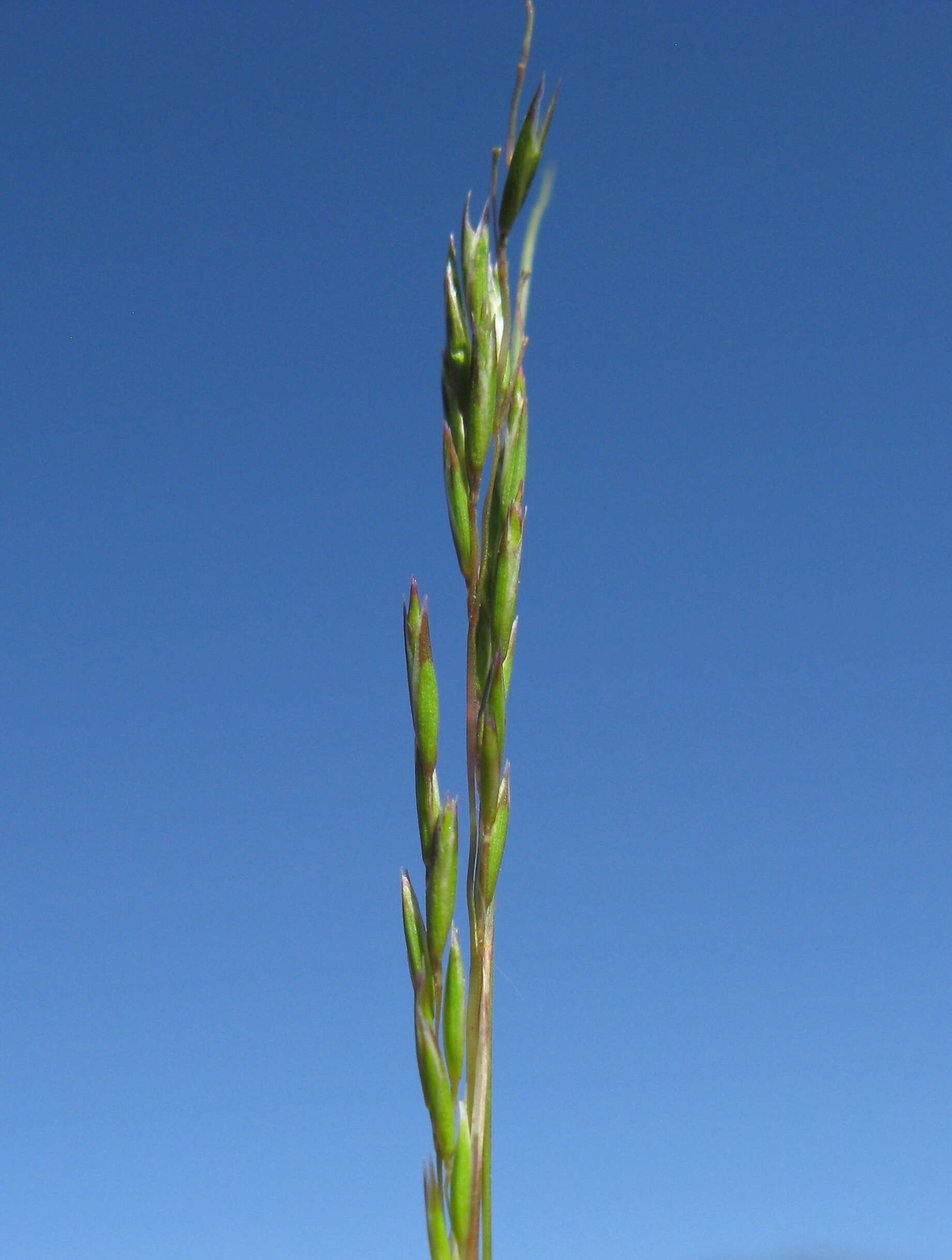 Image of common Mediterranean grass