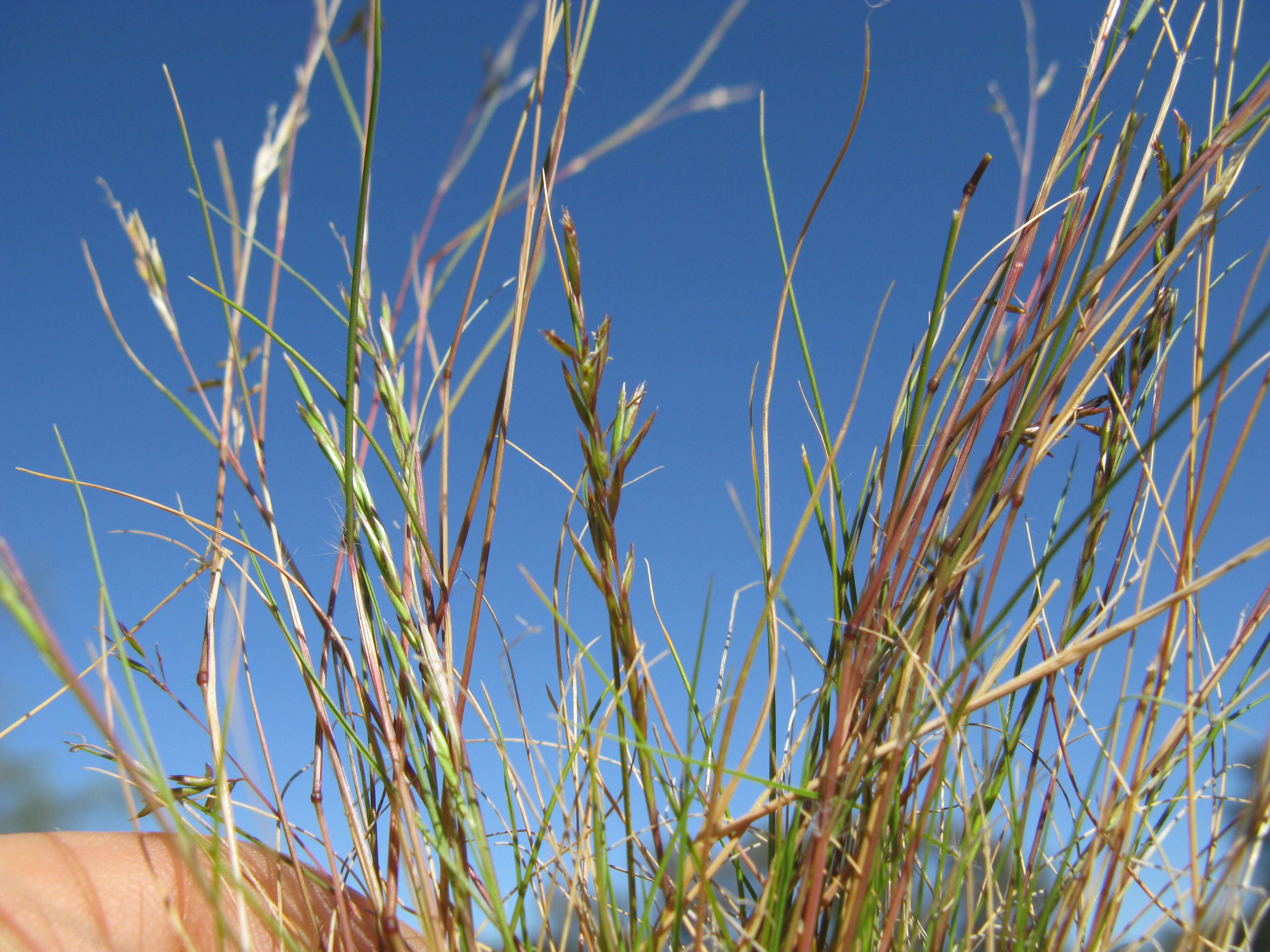 Image of common Mediterranean grass