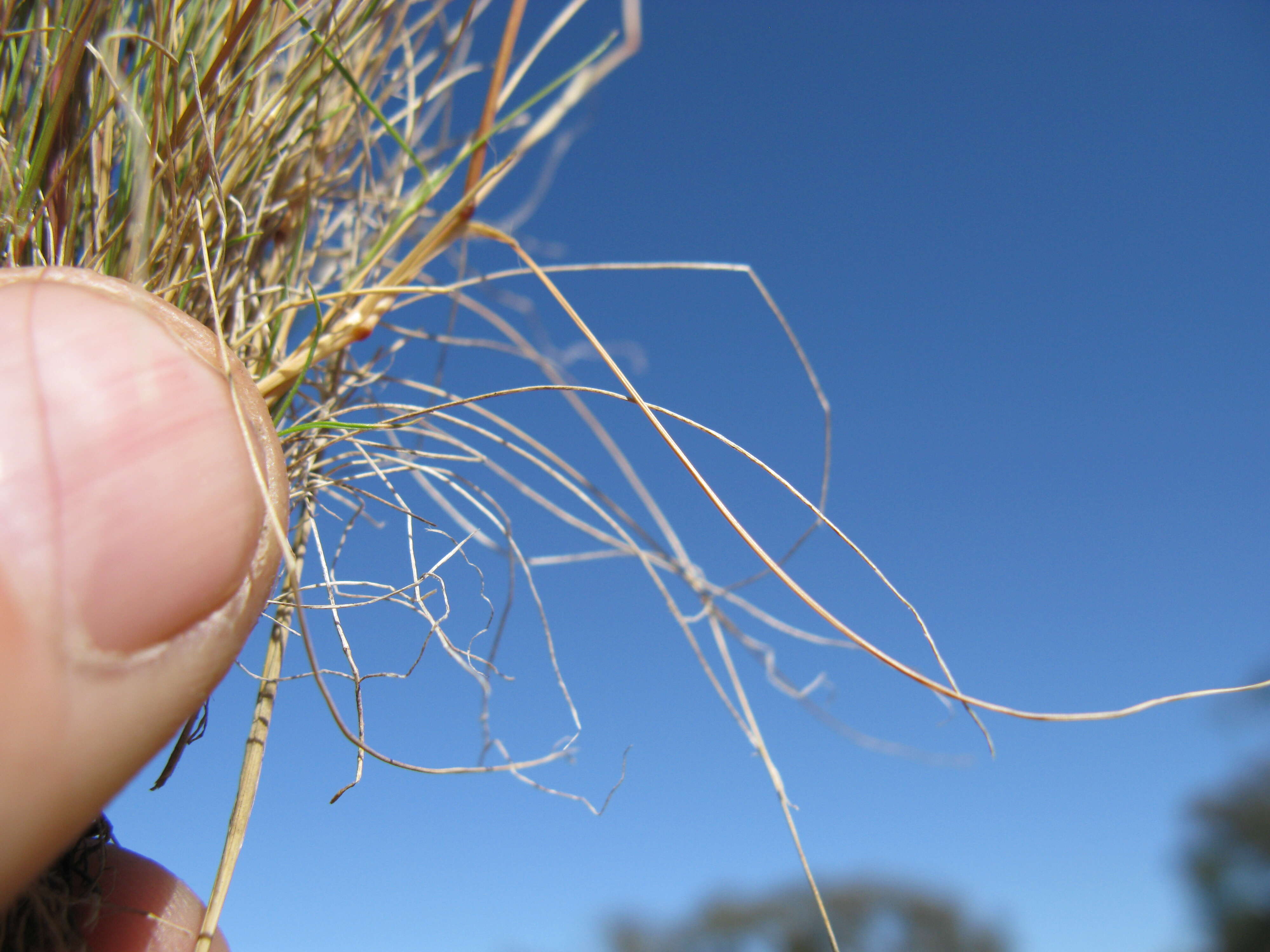 Image of common Mediterranean grass