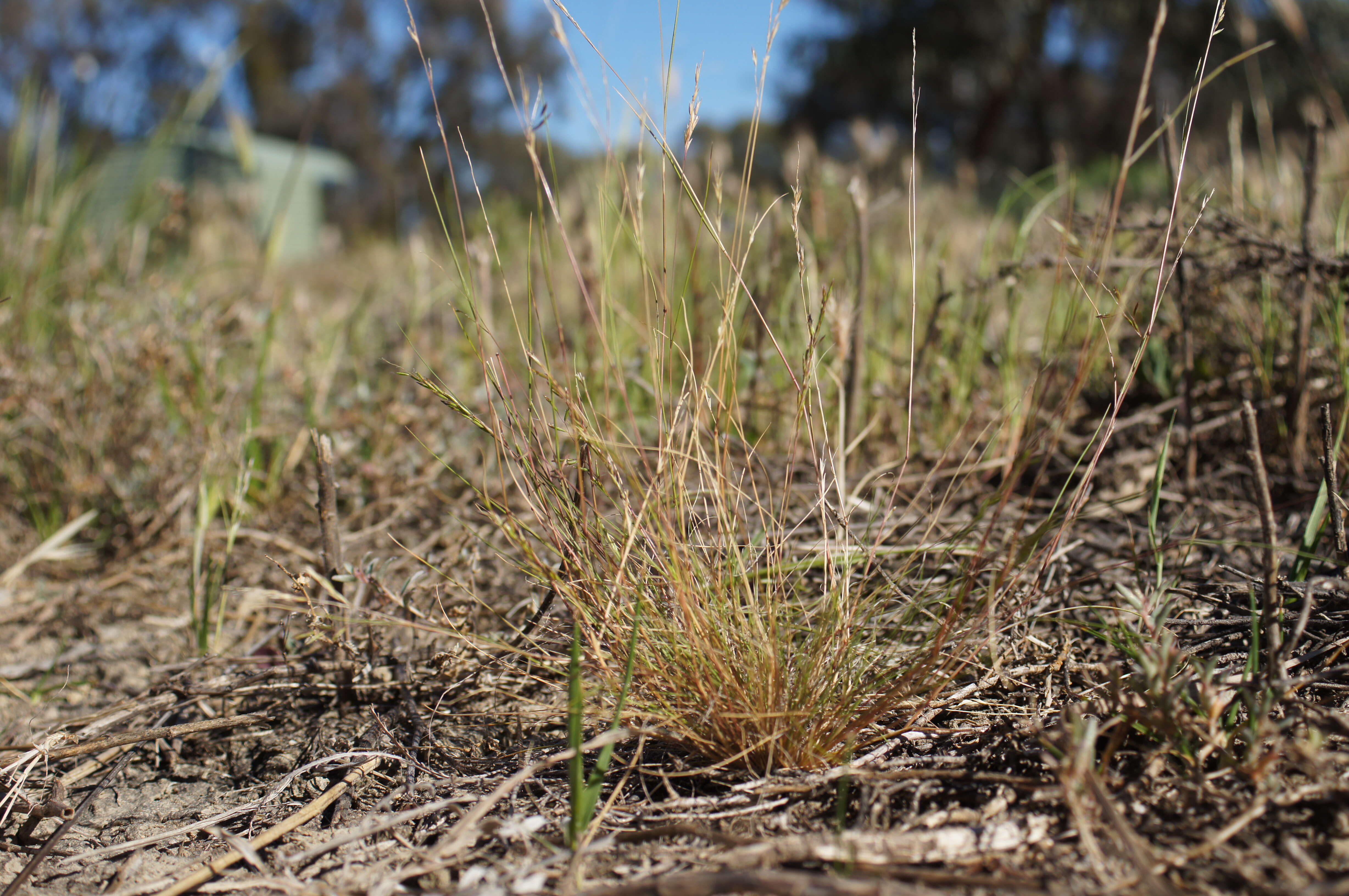 Image of common Mediterranean grass