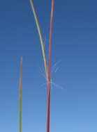 Image of common Mediterranean grass