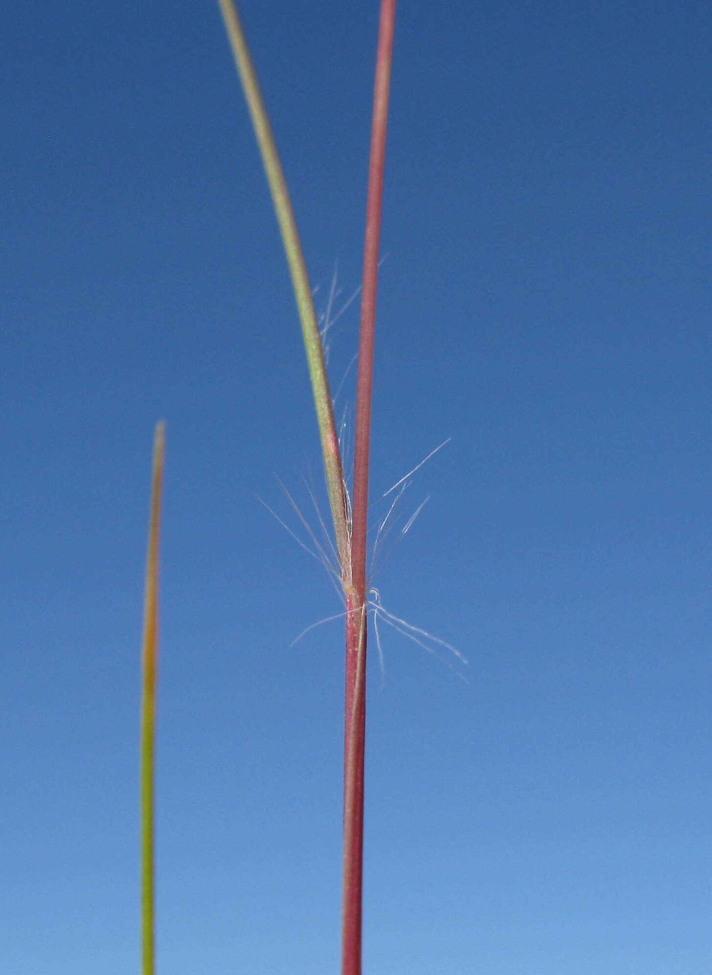 Image of common Mediterranean grass