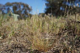 Image of common Mediterranean grass