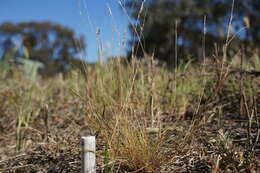 Image of common Mediterranean grass