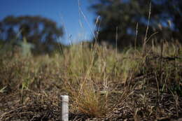 Image of common Mediterranean grass