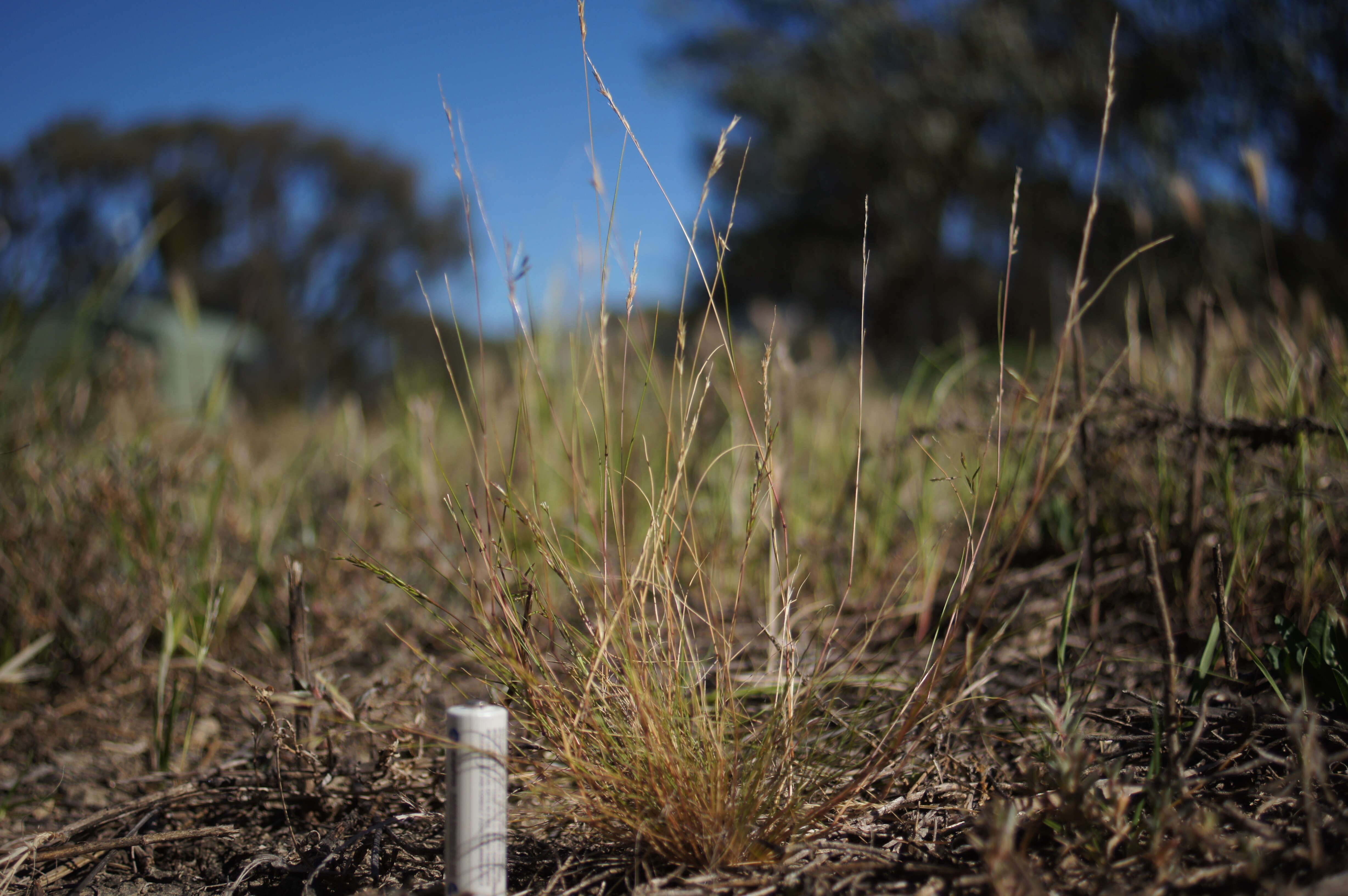 Image of common Mediterranean grass