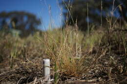 Image of common Mediterranean grass