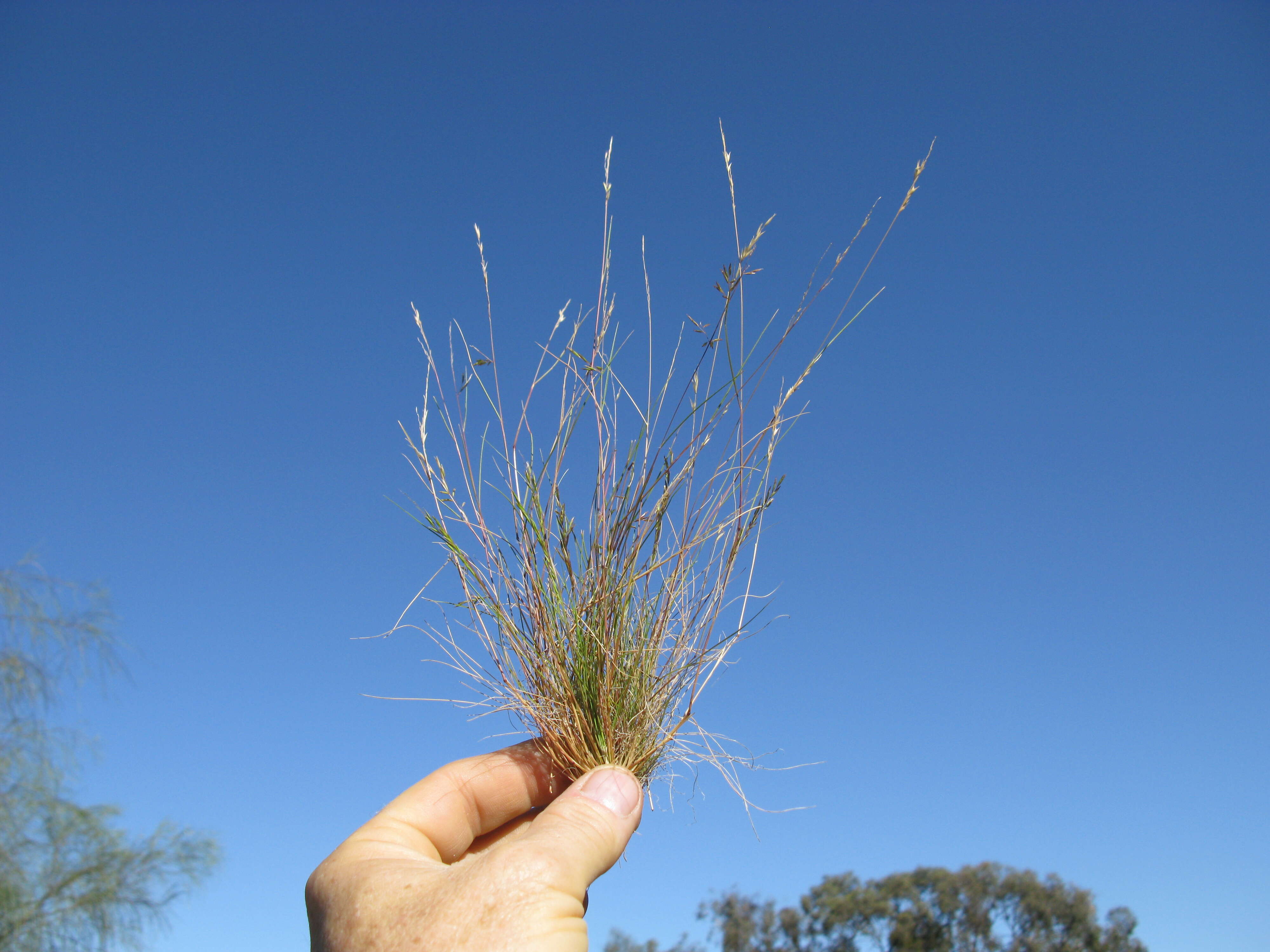 Image of common Mediterranean grass