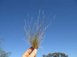 Image of common Mediterranean grass