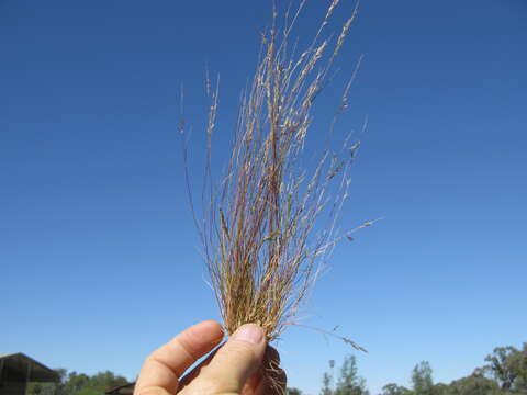 Image of common Mediterranean grass