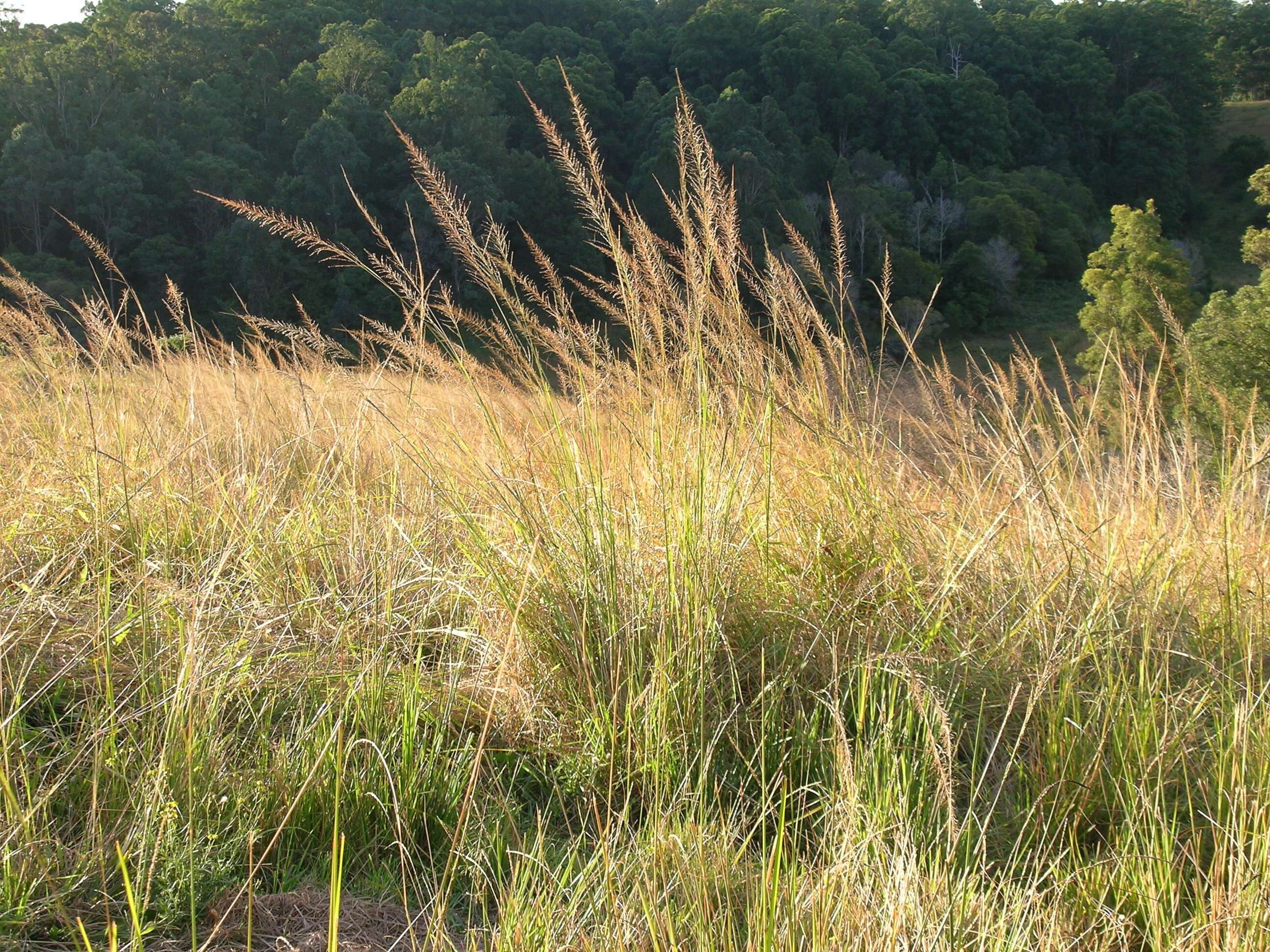 Image of Catstail dropseed