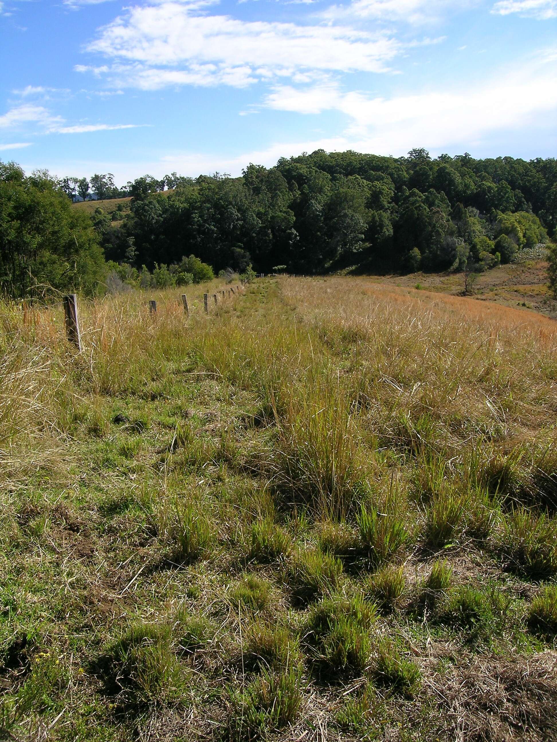 Image of Catstail dropseed