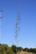 Image of Catstail dropseed