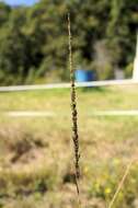 Image of Catstail dropseed