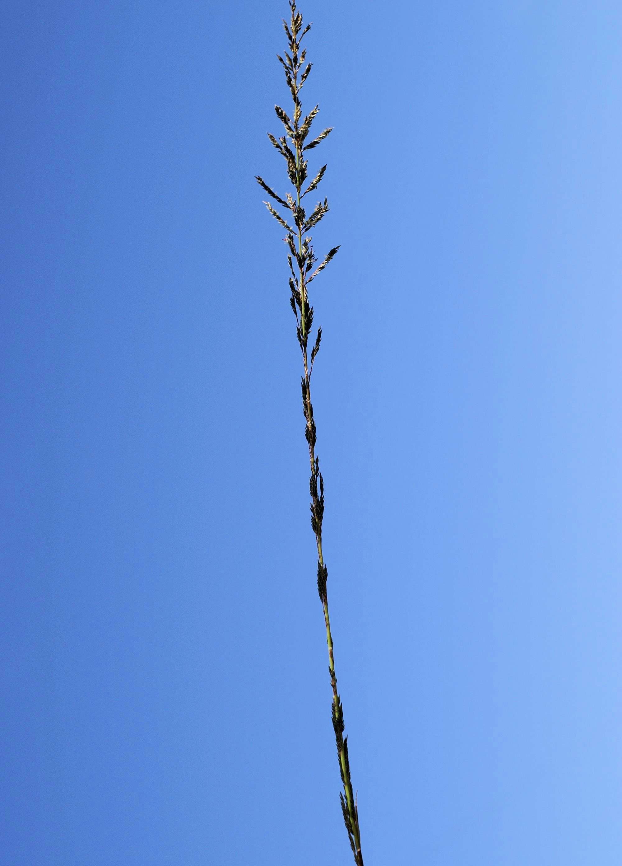 Image of Catstail dropseed